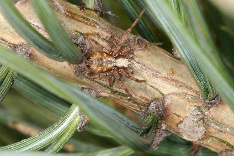 Philodromus_cespitum_D3002_Z_82_NP De Hoge Veluwe_Nederland.jpg